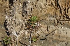 Plantago macrorhiza