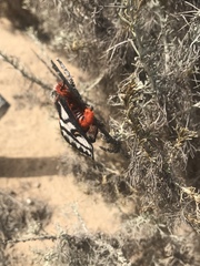 Hemileuca electra electra