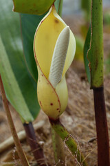 Philodendron edmundoi