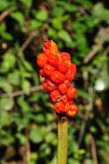 Arum italicum
