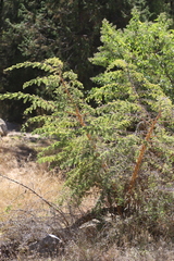 Vachellia abyssinica