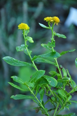 Coleostephus myconis