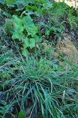 Dactylis glomerata hispanica