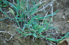 Sporobolus virginicus