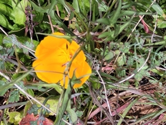 Eschscholzia californica