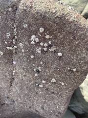 Hexanauplia