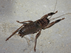 Nesoecia nigrispina