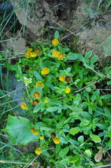 Coleostephus myconis