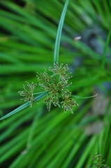 Cyperus fuscus