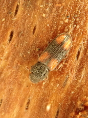Bitoma crenata