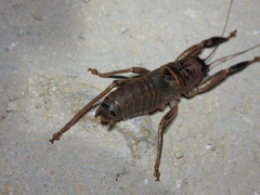 Nesoecia nigrispina