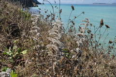 Echium italicum biebersteinii