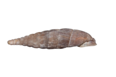 Laciniaria plicata
