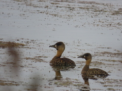 Thalassornis leuconotus