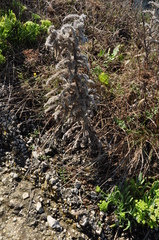Echium italicum biebersteinii