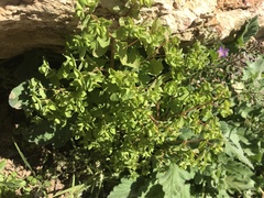 Euphorbia peplus