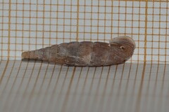 Laciniaria plicata