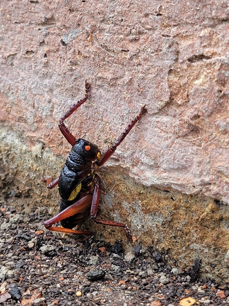 Polyancistrini