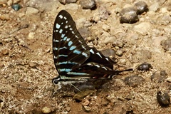 Graphium colonna