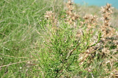 Symphyotrichum subulatum squamatum