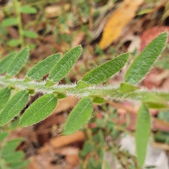 Bossiaea stephensonii