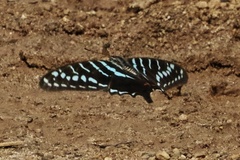 Graphium colonna