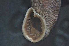 Laciniaria plicata