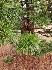 Sciadopitys verticillata
