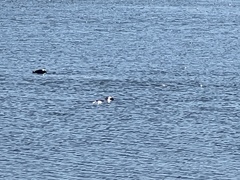 Phoca vitulina