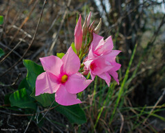 Mandevilla