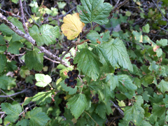 Ribes wolfii