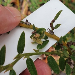 Bossiaea stephensonii