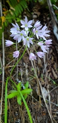 Allium bisceptrum