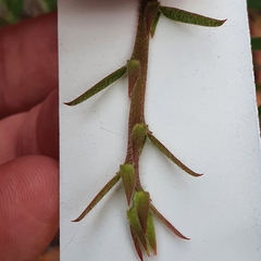 Bossiaea stephensonii