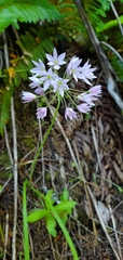 Allium bisceptrum