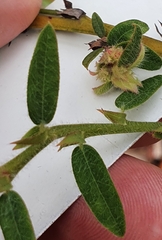 Bossiaea stephensonii