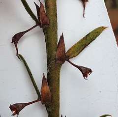 Bossiaea stephensonii