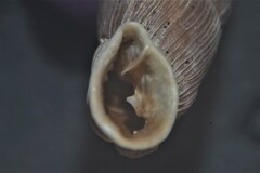 Laciniaria plicata
