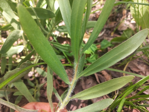 Proteaceae image