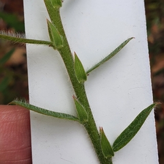 Bossiaea stephensonii