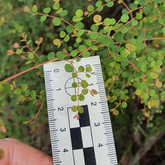 Bossiaea lenticularis