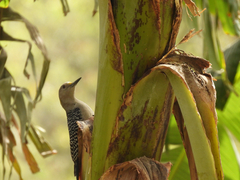 Melanerpes aurifrons
