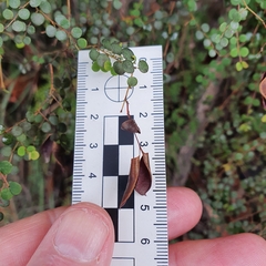 Bossiaea lenticularis