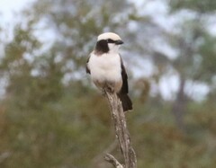 Eurocephalus anguitimens