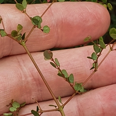 Bossiaea lenticularis