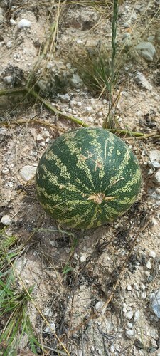 Fodder Melon