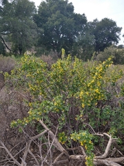 Ribes aureum gracillimum