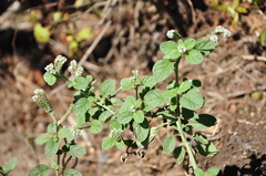 Heliotropium europaeum