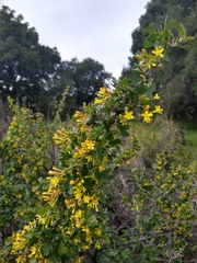 Ribes aureum gracillimum