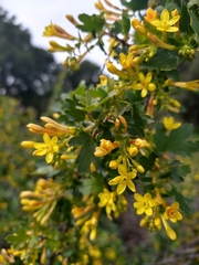 Ribes aureum gracillimum